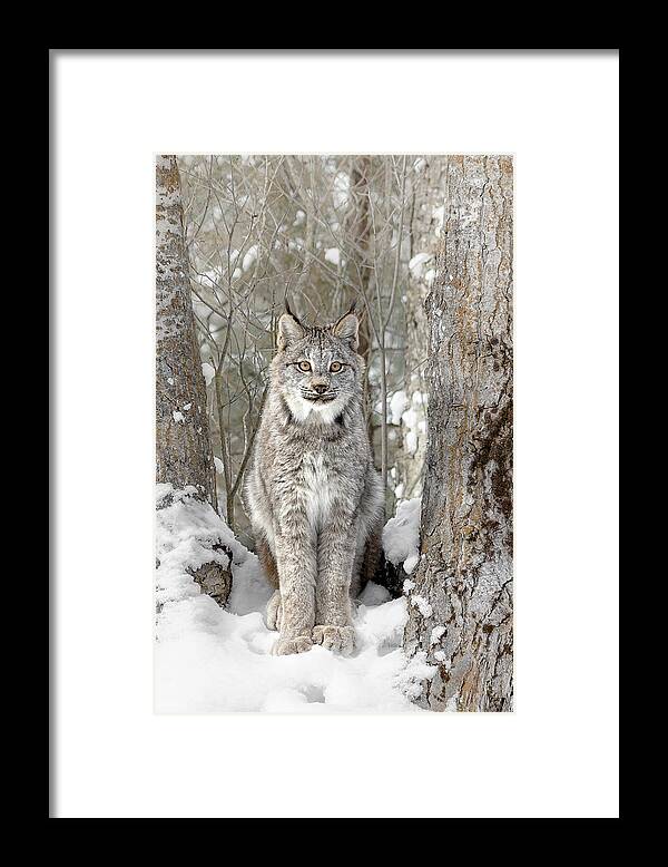Canadian Wilderness Lynx Framed Print featuring the photograph Canadian Wilderness Lynx by Wes and Dotty Weber