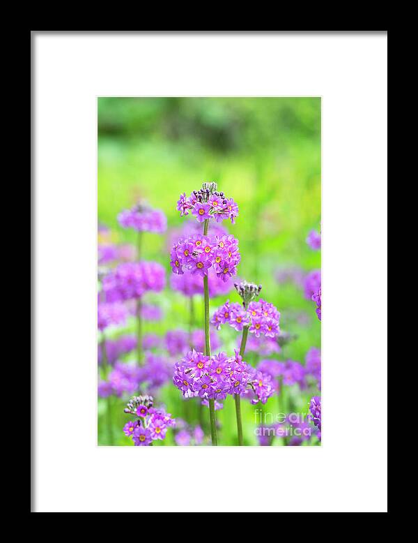 Primula Hybrids Harlow Carr Framed Print featuring the photograph Candelabra Primula by Tim Gainey