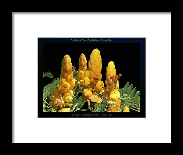 Yellow Flowers Framed Print featuring the photograph Candle Bush - Cassia Alata POSTER by Robert J Sadler