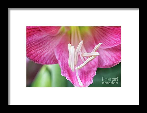 Candy Floss Amaryllis Framed Print featuring the photograph Candy Floss Amaryllis by Elizabeth Dow