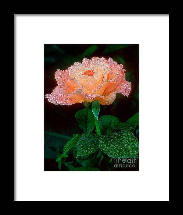 Anniversary Framed Print featuring the photograph Candy Rose by Greg Summers