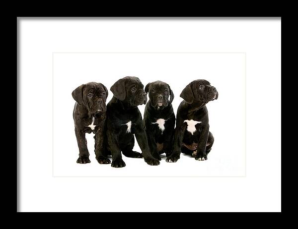 Animal Framed Print featuring the photograph Cane Corso by Gerard Lacz