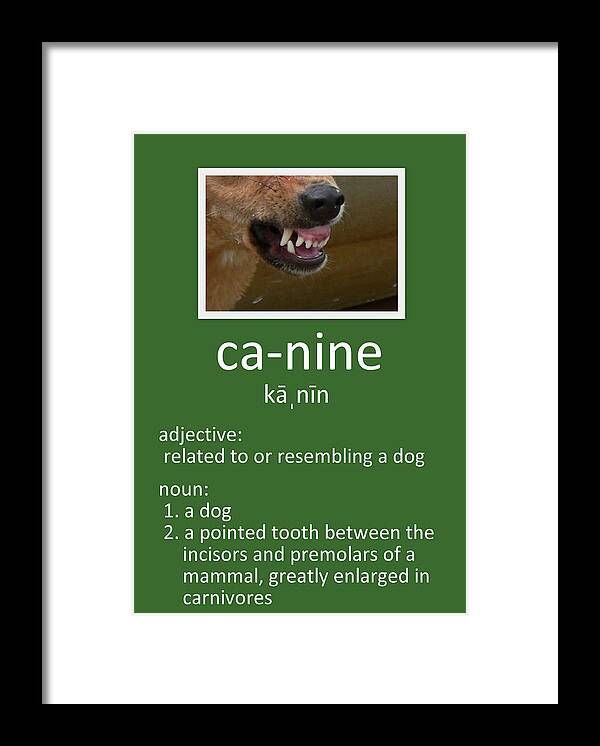 Canine Poster Framed Print featuring the photograph Canine Poster by Kathy K McClellan