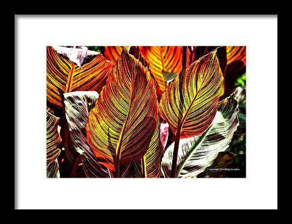Canna Framed Print featuring the photograph Canna 26106hdr by Brian Gryphon