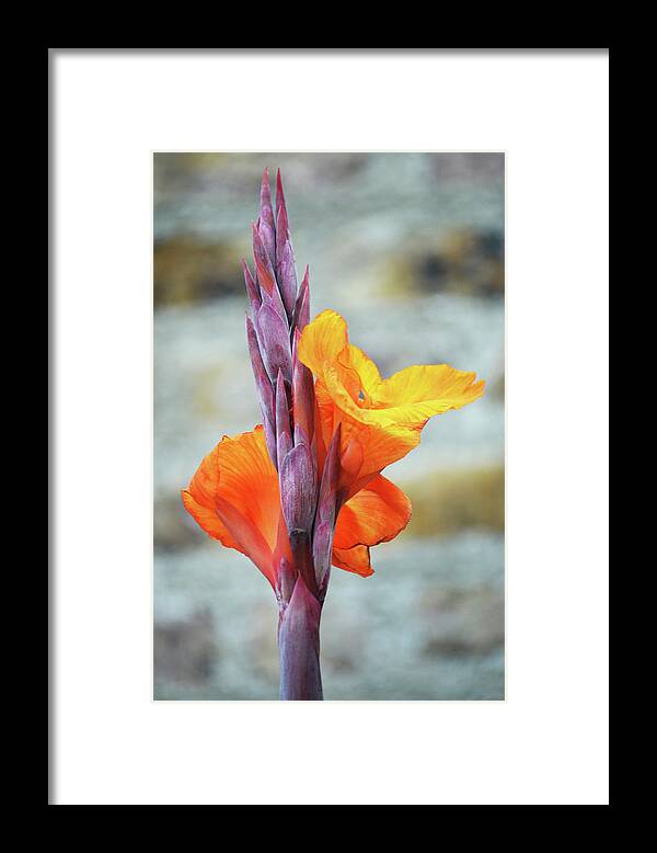Cannas Framed Print featuring the photograph Cannas by Terence Davis