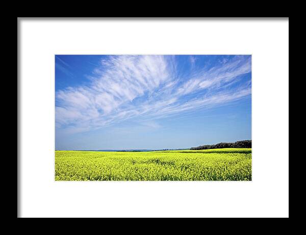 Prairie Framed Print featuring the photograph Canola Blue by Keith Armstrong