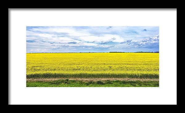 Canola Field Framed Print featuring the photograph Canola Field - photography by Ann Powell