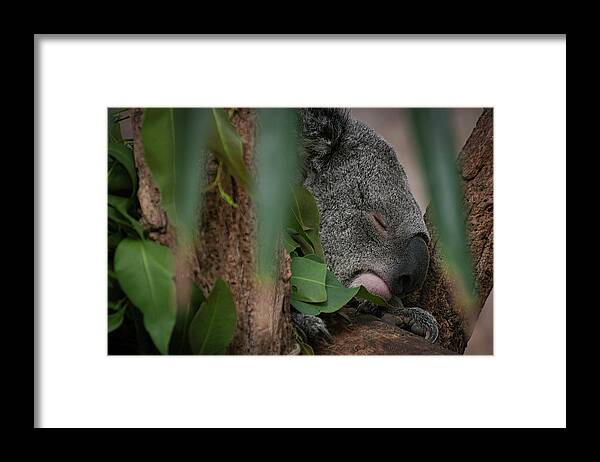Photography Framed Print featuring the photograph Canopy Nap by Kathleen Messmer