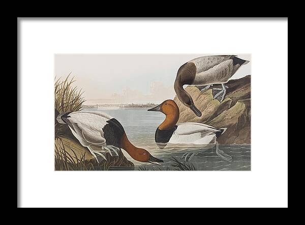 Audubon Framed Print featuring the painting Canvas backed Duck by John James Audubon