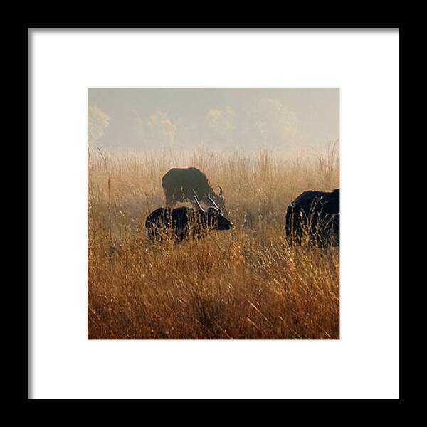 Buffalo Framed Print featuring the photograph Cape Buffalo Herd by Joe Bonita