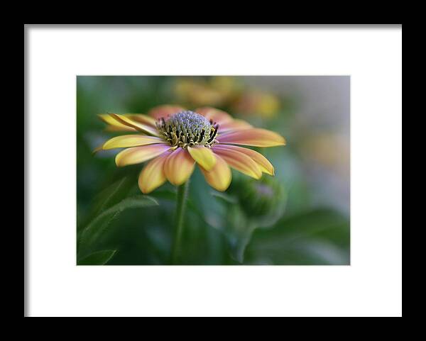 Apricot Framed Print featuring the photograph Cape Daisy by David and Carol Kelly