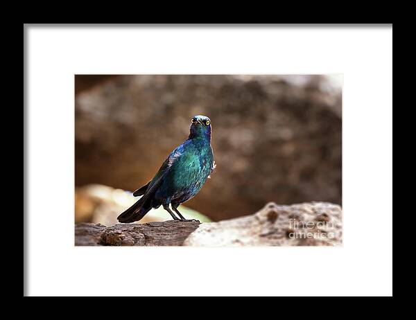 Starling Framed Print featuring the photograph Cape glossy starling by Jane Rix