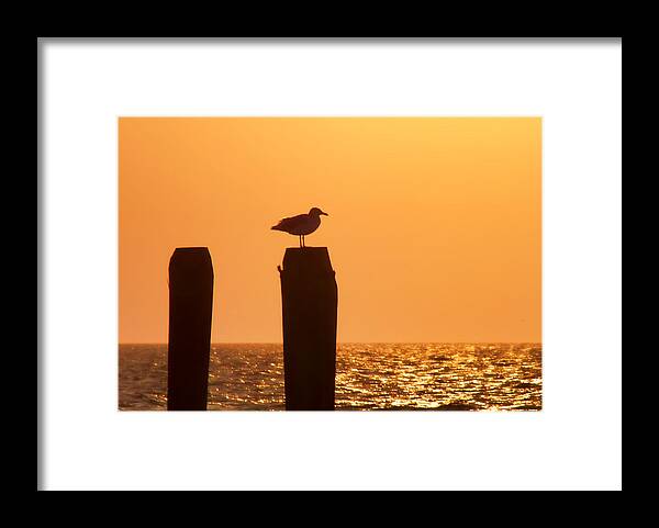 Atlantic Framed Print featuring the photograph Seagull Perch Silhouette by JAMART Photography