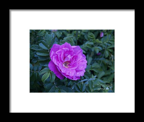 Rose Framed Print featuring the photograph Cape Rose by Paul Galante