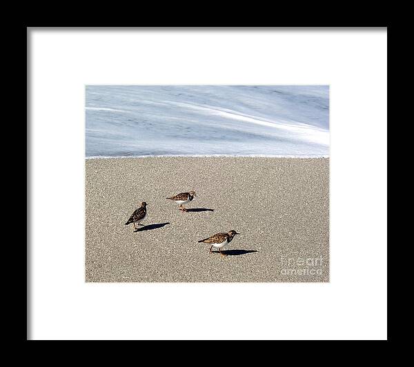 Beach Framed Print featuring the photograph Captiva Brids by Elizabeth Klecker