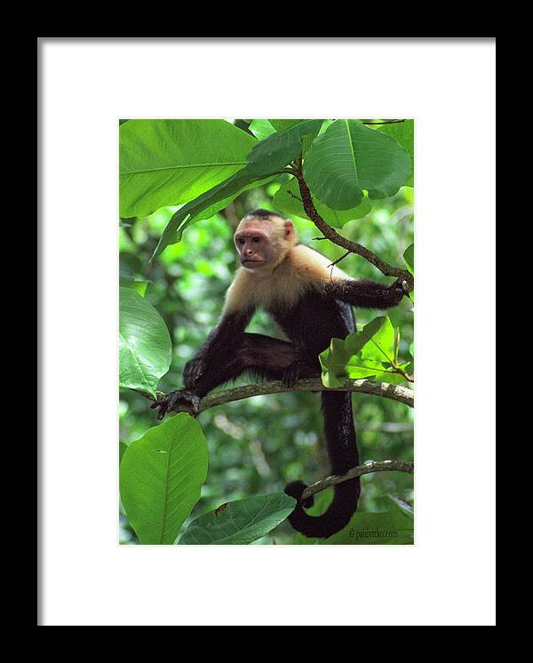  Framed Print featuring the photograph Capuchin Present.... by Paul Vitko