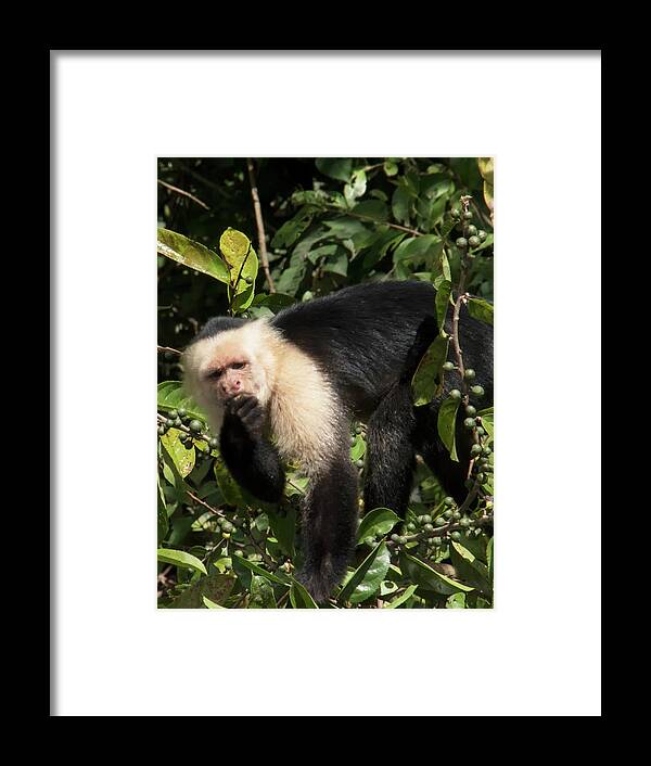 Capuchine Monkey Framed Print featuring the photograph Capuchine 2 by Jessica Levant