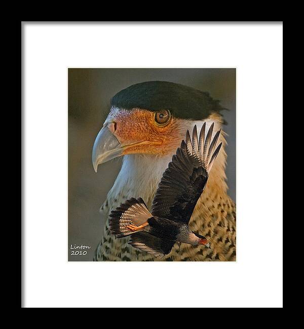 Caracara Framed Print featuring the photograph Caracara Montage by Larry Linton