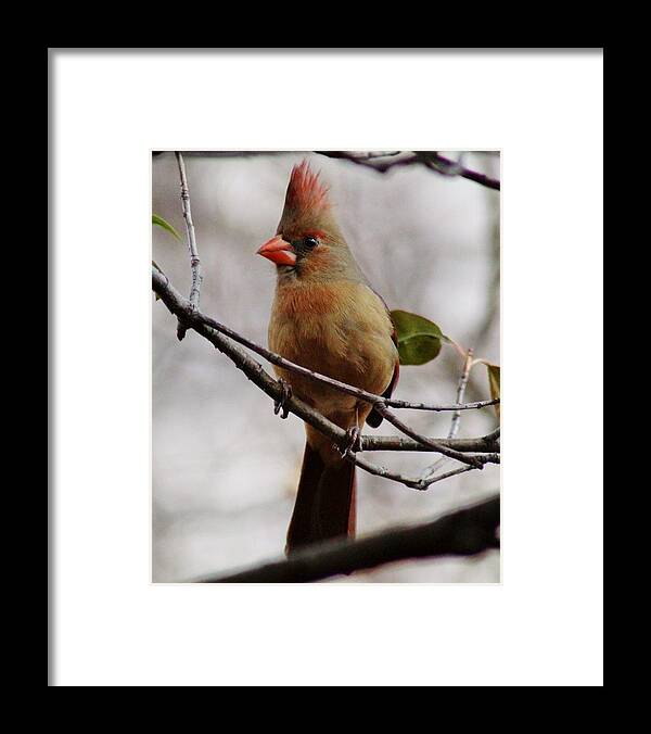 Bird Framed Print featuring the photograph Cardinal 012114B by Edward Dobosh
