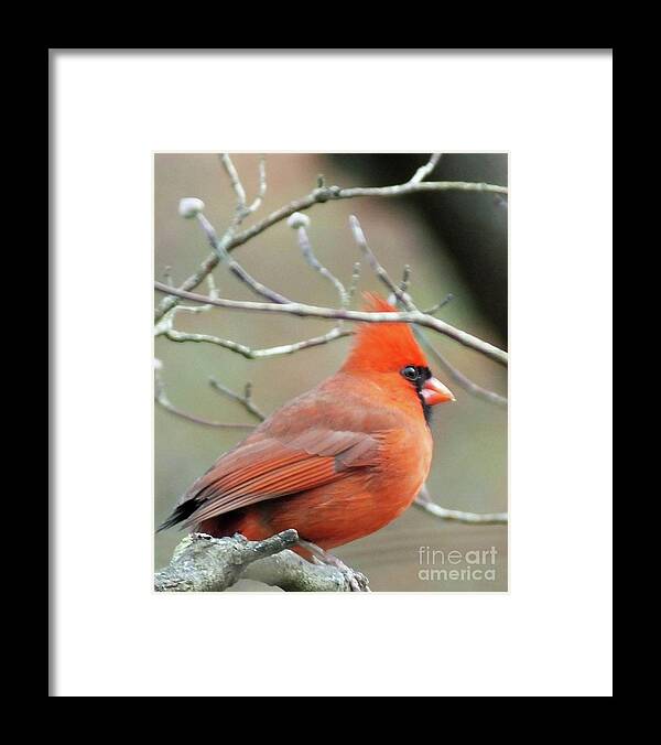Birding Framed Print featuring the photograph Cardinal 58 Tanglewood by Lizi Beard-Ward