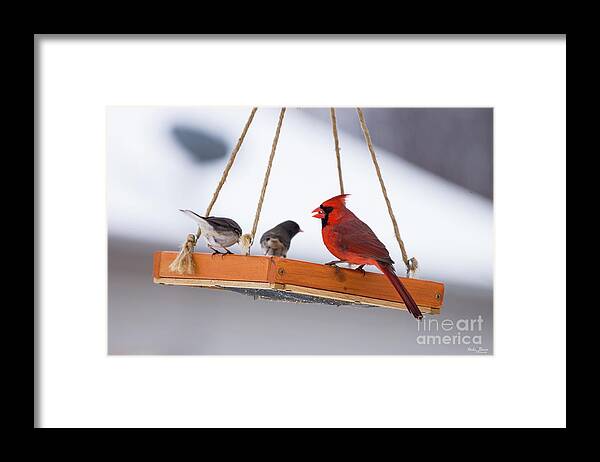 Birds Framed Print featuring the photograph Cardinal And Juncos by Jennifer White