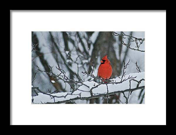 Cardinal Framed Print featuring the photograph Cardinal and snow by Michael Peychich