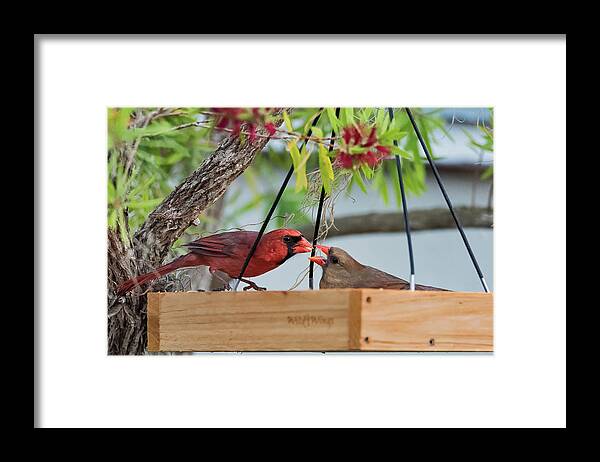 Birds Framed Print featuring the photograph Cardinal Feeding by Norman Peay