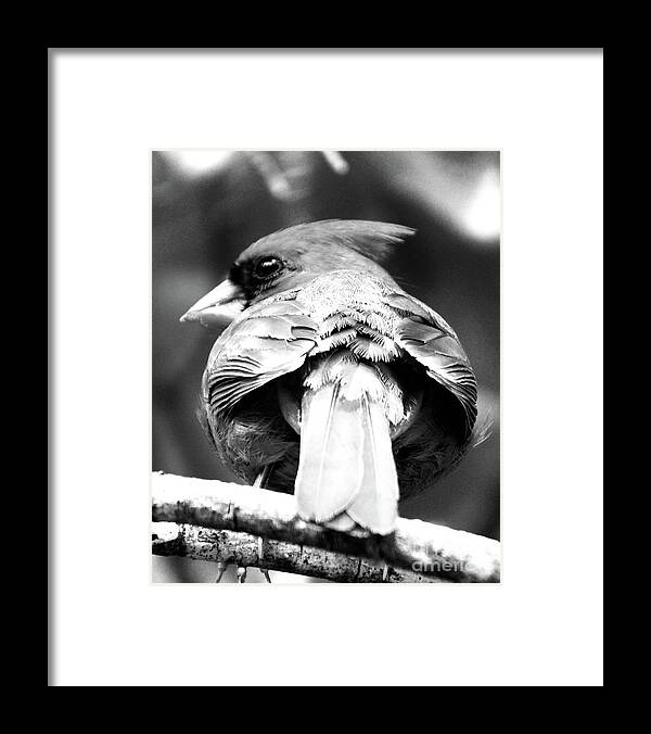 Nature Framed Print featuring the photograph Cardinal in Black and White by Lizi Beard-Ward