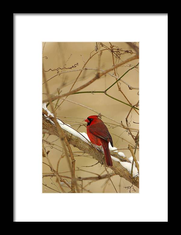  Framed Print featuring the photograph Cardinal in Winter by John Harmon