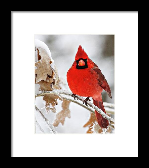 Animal Framed Print featuring the photograph Cardinal On Ice by Lana Trussell