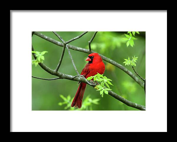 Cardinal Framed Print featuring the photograph Cardinal by Ronnie And Frances Howard