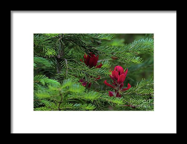 Red Flower Framed Print featuring the photograph Cardinal Rules by Jim Garrison