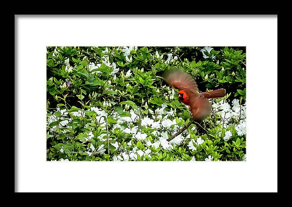 Bird Framed Print featuring the photograph Cardinal with wings spread by Ed Stines
