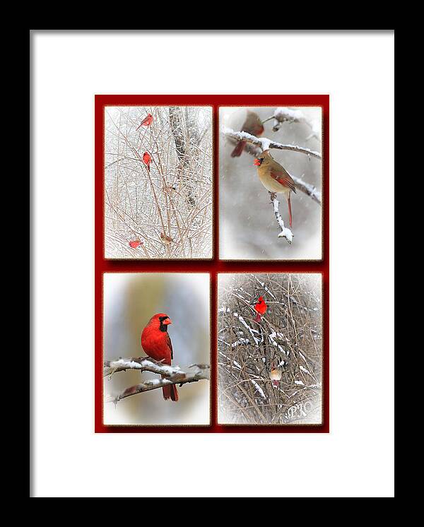 Cardinals For The Holidays Framed Print featuring the photograph Cardinals Out the Window by PJQandFriends 