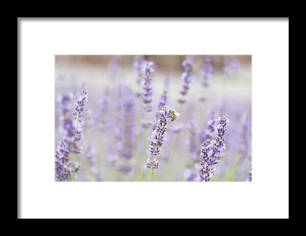 Carefree Summer Days Framed Print featuring the photograph Carefree Summer Days by Jackie Sajewski