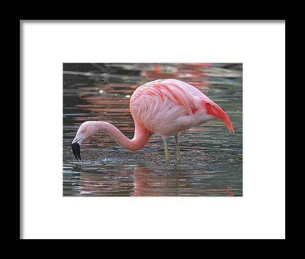 Flamingo Framed Print featuring the photograph Caribbean Coral Colors by Living Color Photography Lorraine Lynch