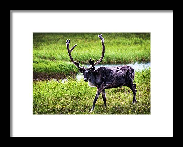 Caribou Framed Print featuring the photograph Caribou by Anthony Jones