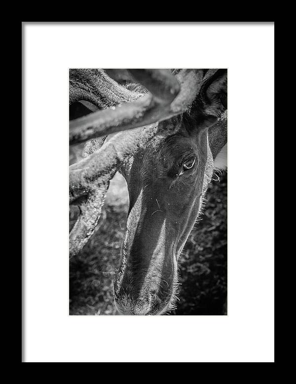 Wildlife Framed Print featuring the photograph Caribou black and white by Jason Brooks
