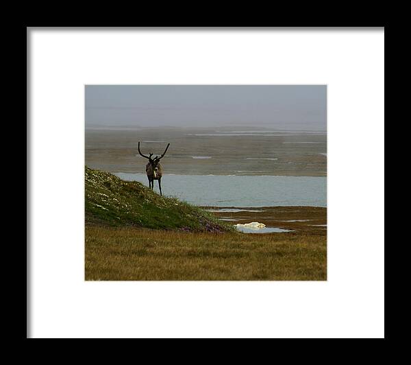 Caribou Framed Print featuring the photograph Caribou Fog by Anthony Jones