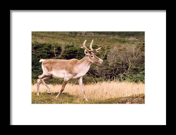 Nature Framed Print featuring the photograph Caribou by Mary Mikawoz
