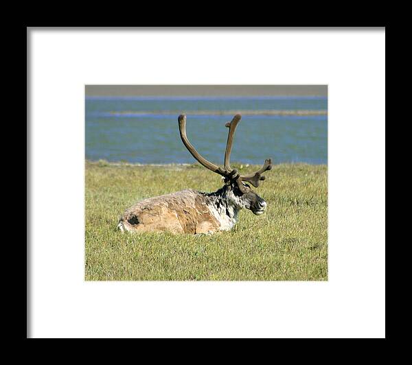 Caribou Framed Print featuring the photograph Caribou Resting by Anthony Jones