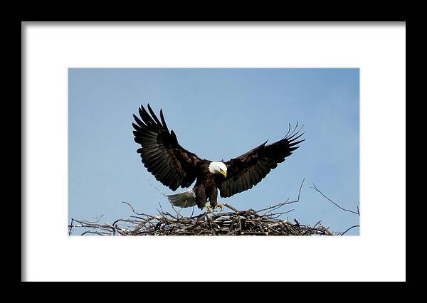 1000 Islands Framed Print featuring the photograph Cape Vincent Eagle by Dennis McCarthy