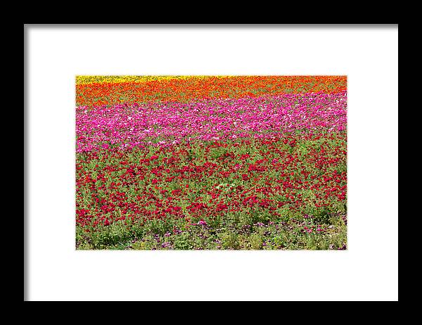 Flowers Framed Print featuring the photograph Carlsbad Flower Fields by Garry Loss