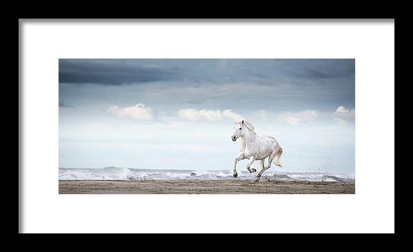 Animals Framed Print featuring the photograph Carmargue Horse by Tim Booth