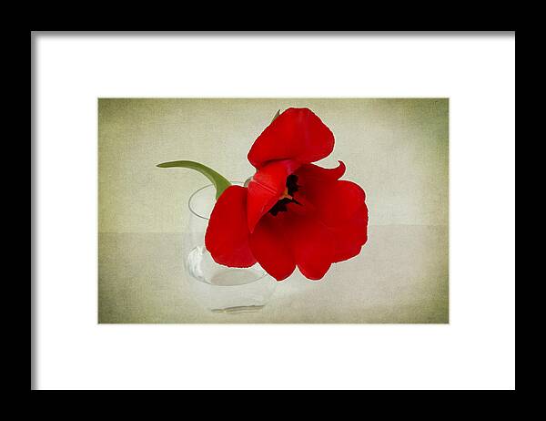 Red Tulip Framed Print featuring the photograph Carmen by Marina Kojukhova