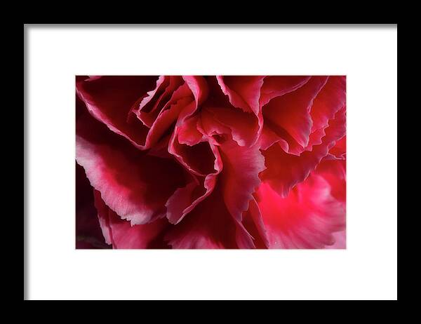Carnation Framed Print featuring the photograph Carnation Series 4 by Mike Eingle