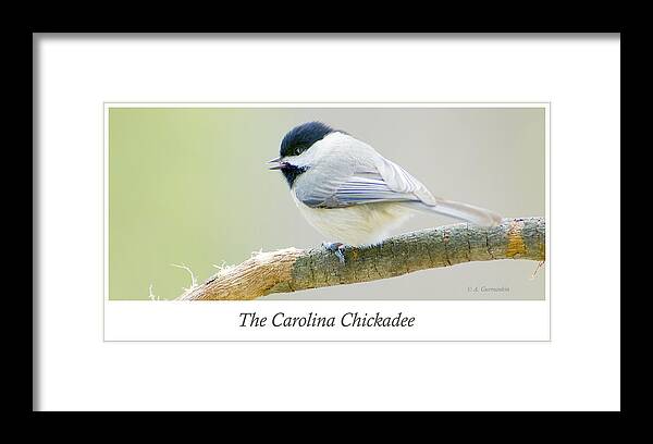Bird Framed Print featuring the photograph Carolina Chickadee, Animal Portrait by A Macarthur Gurmankin