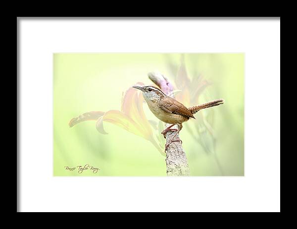 Carolina Wren Framed Print featuring the photograph Carolina Wren in Early Spring by Bonnie Barry