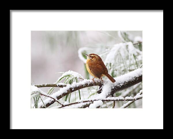 Carolina Wren Framed Print featuring the photograph Carolina Wren In Snowy Pine by Daniel Reed
