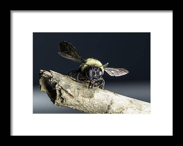 Wildlife Framed Print featuring the photograph Carpenter Bee by John Benedict